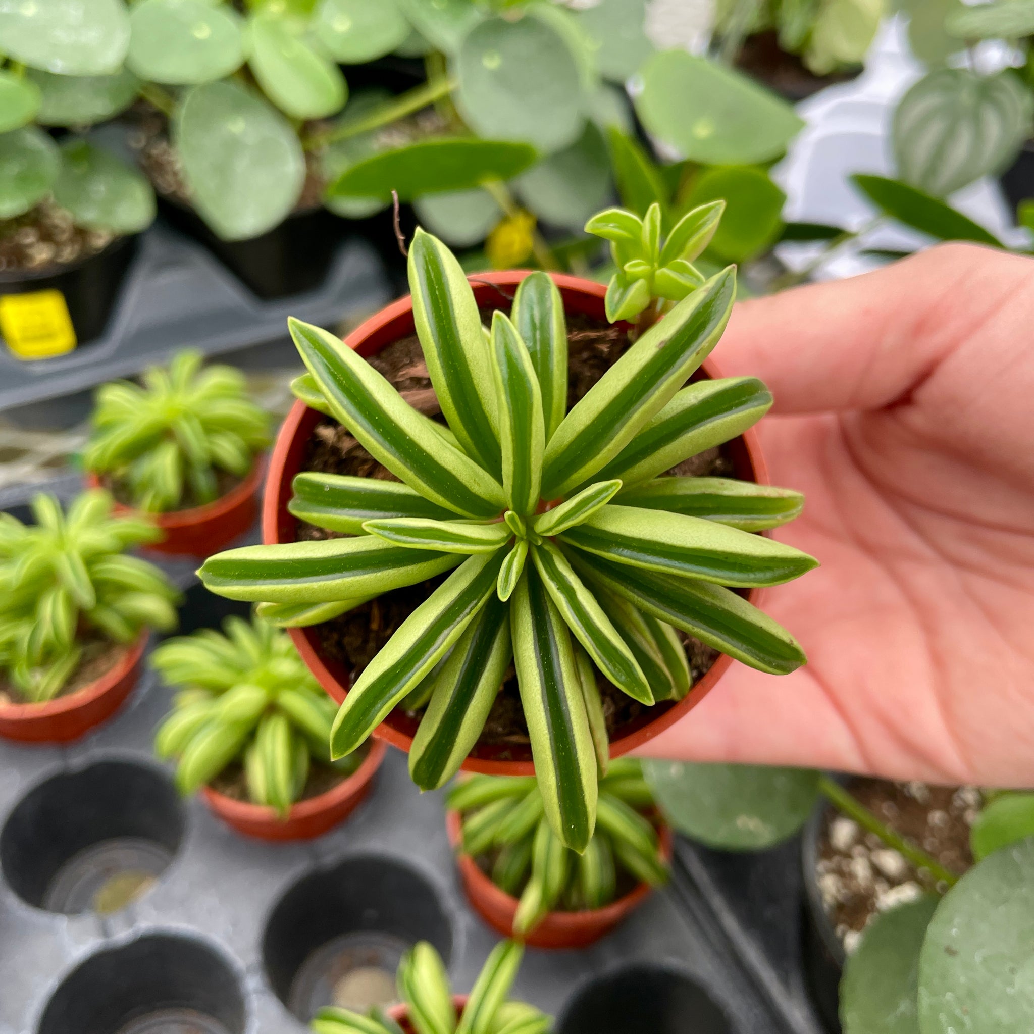 Peperomia Taco Leaf