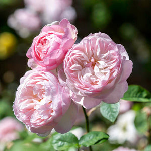 Roses, David Austin