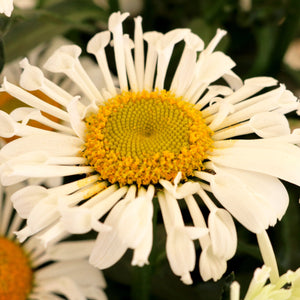 Leucanthemum