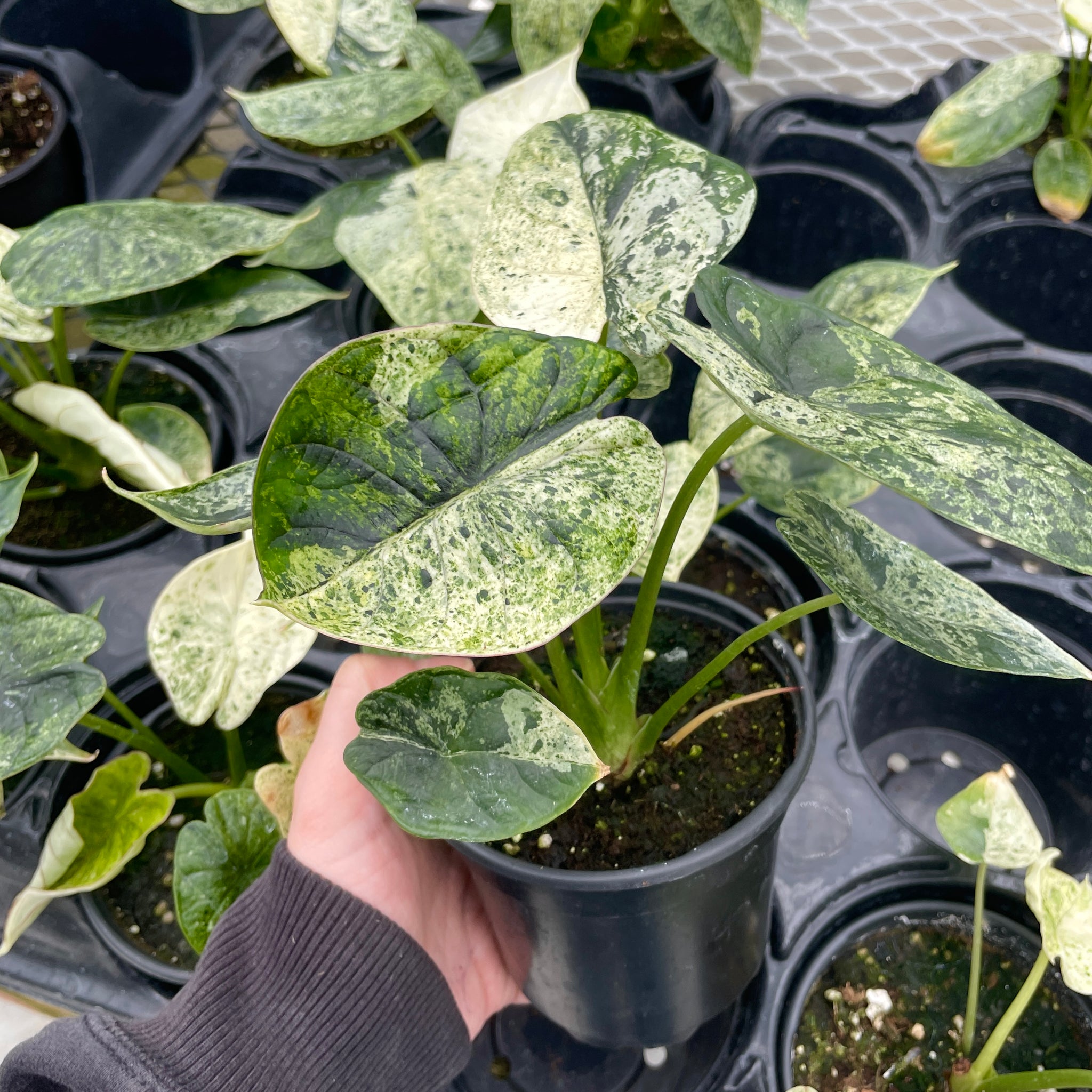 Alocasia, Dragon Scale Mint