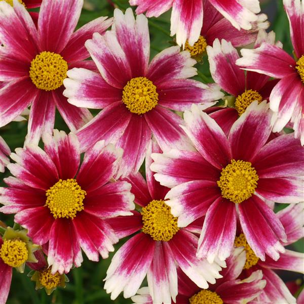 Coreopsis, L'il Bang