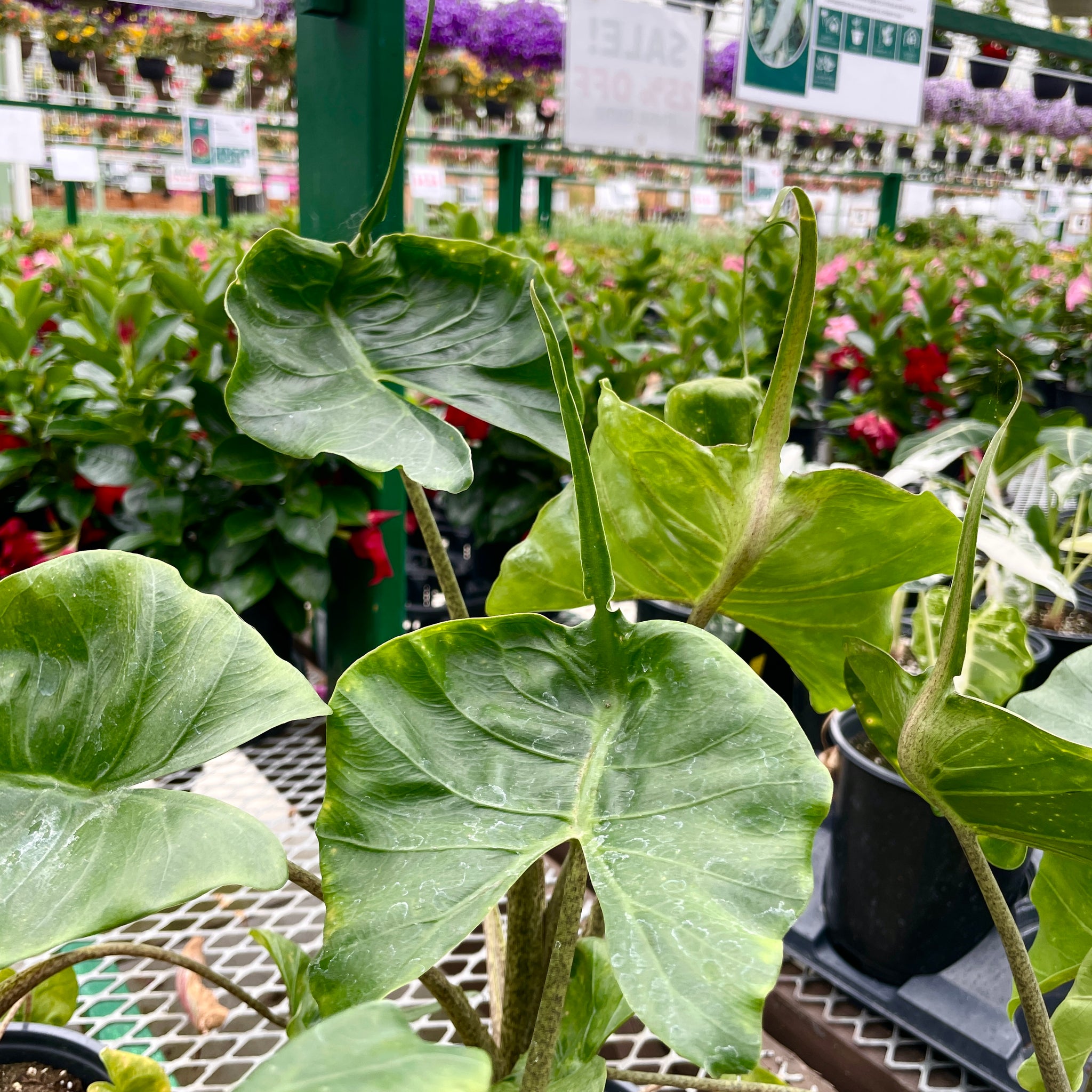 Alocasia, Stingray