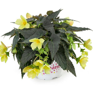 Begonia, Beauvilia Hanging Baskets