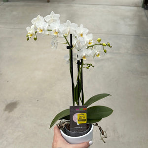 Orchid, Ceramic Pot