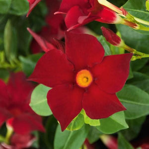 Dipladenia, Hanging Baskets