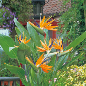 Bird of Paradise, Orange