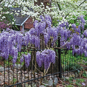Wisteria