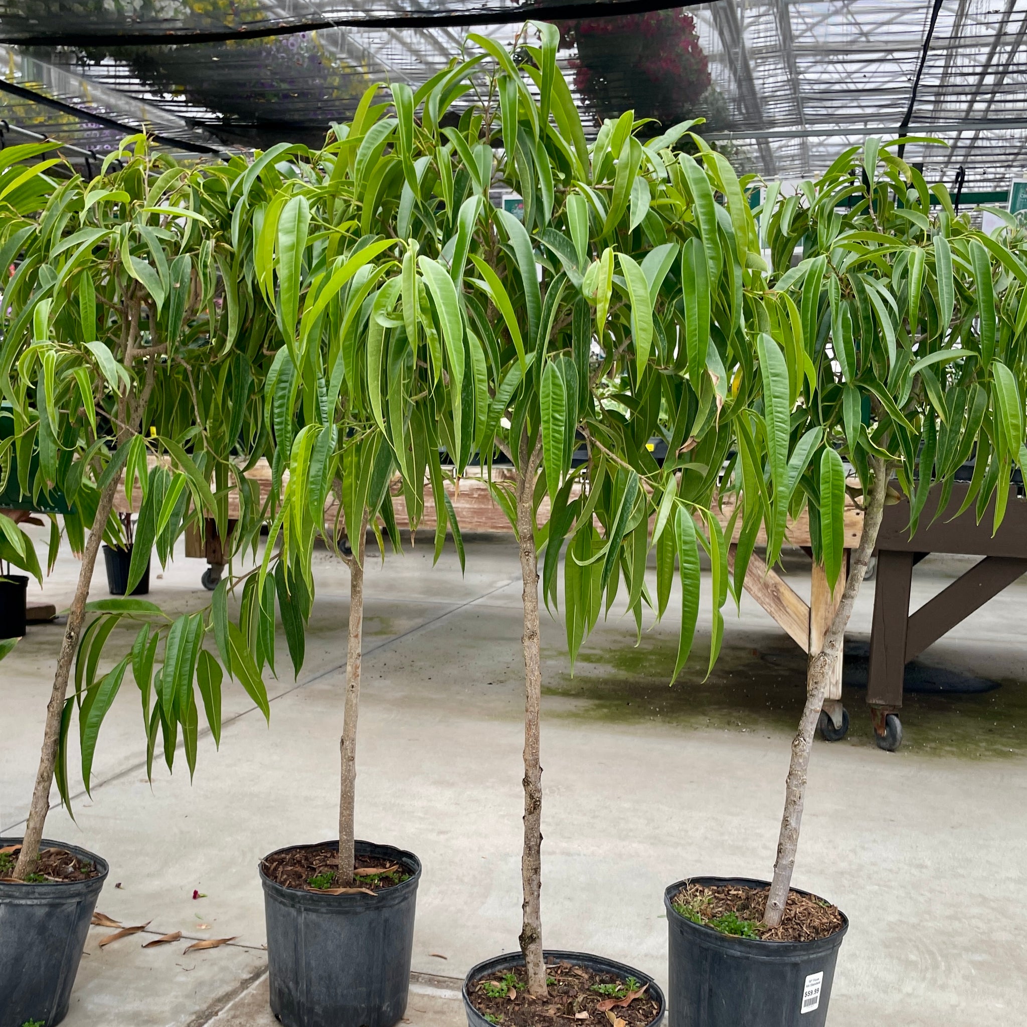 Ficus binnendykii, Alii Standard