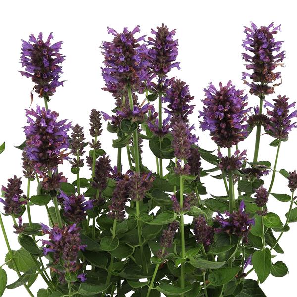 Agastache, Honeysticks Purple