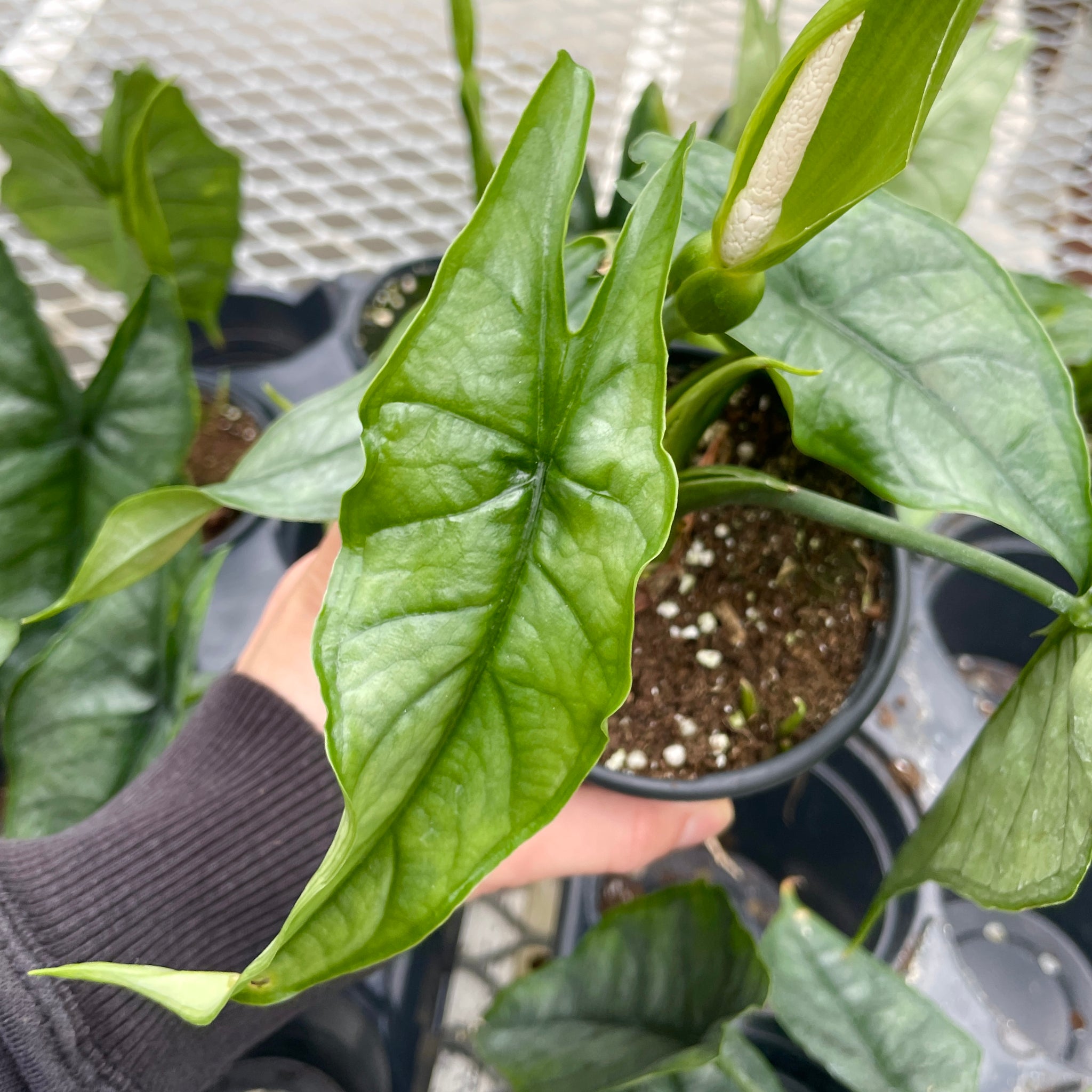 Alocasia Heterophylla, Dragon's Breath