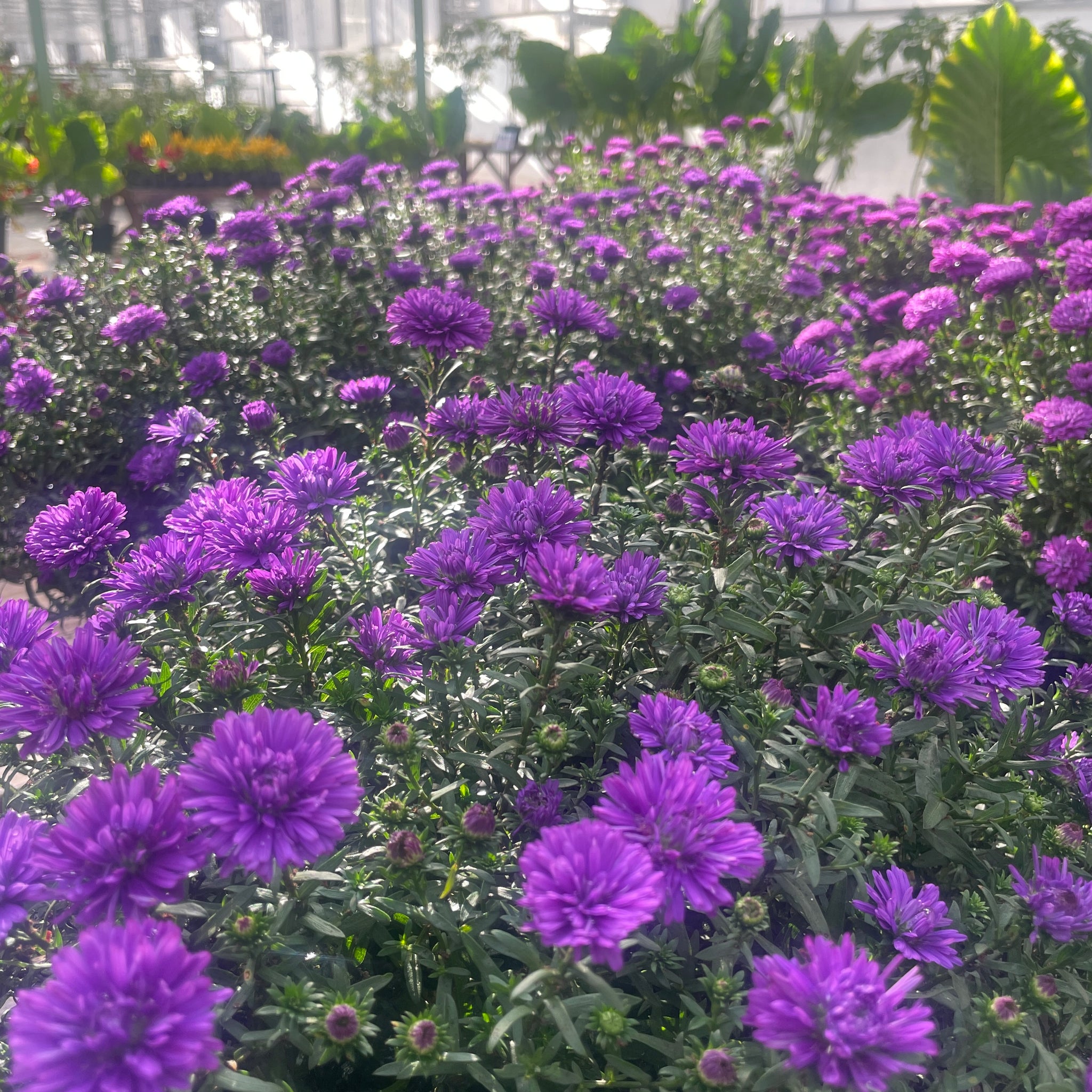 Fall Aster Planter