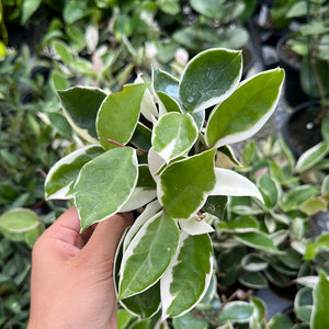 Hoya Albo Carnosa