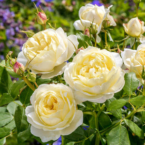 Roses, David Austin