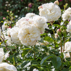 Roses, David Austin