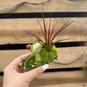 Yoga Frogs Airplant