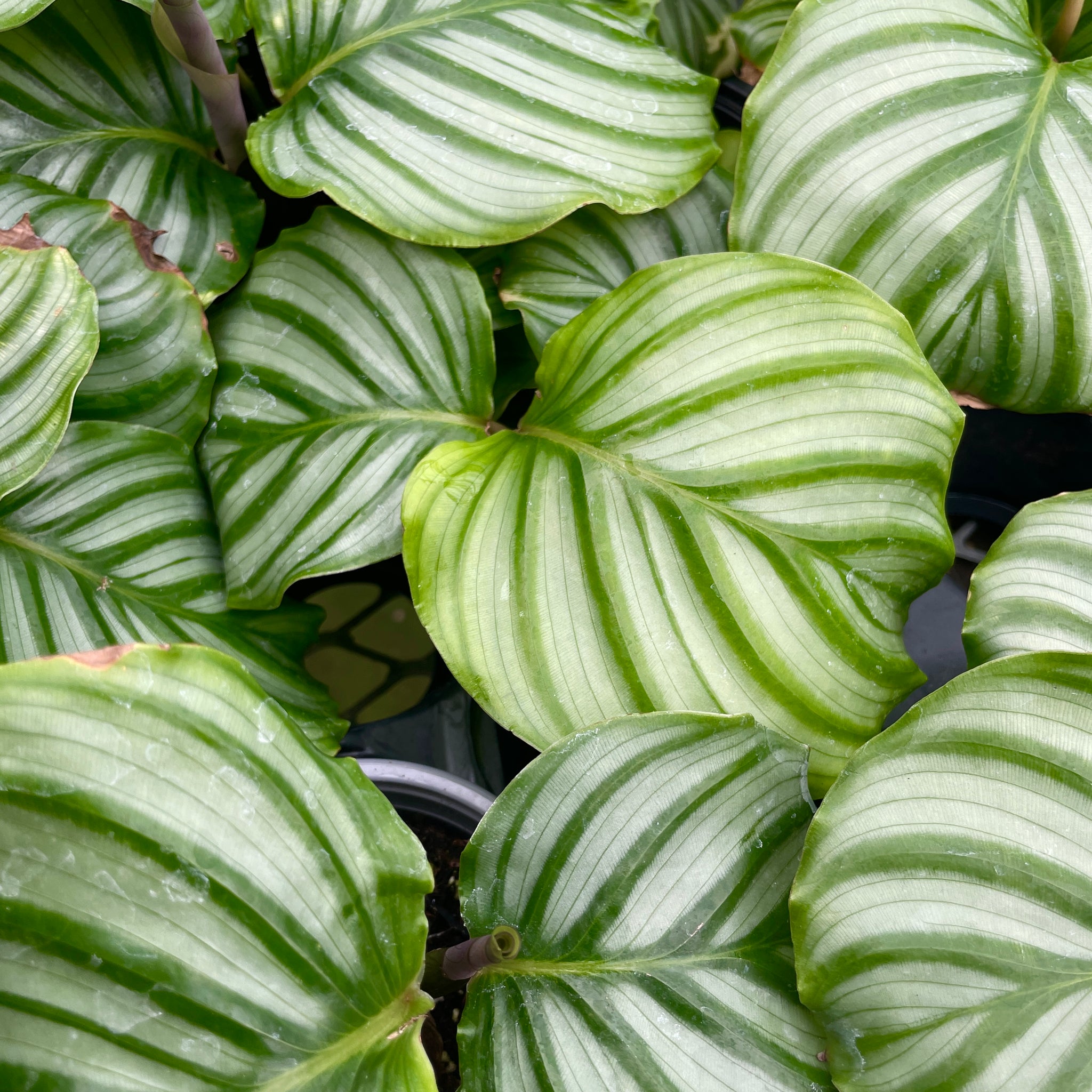 Calathea Orbifolia