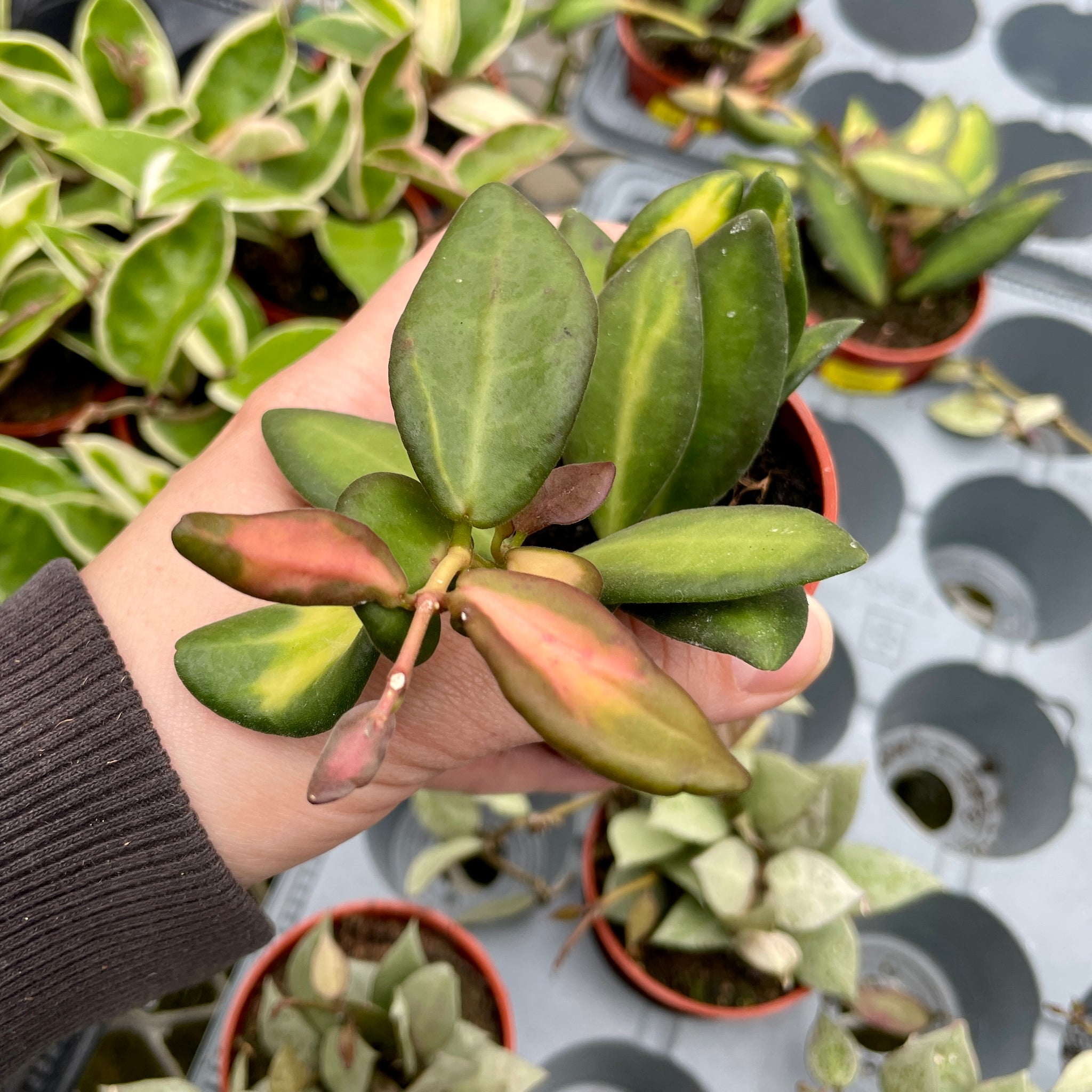Hoya Neon