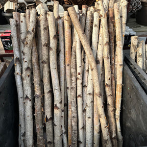 Wintergreen Sticks