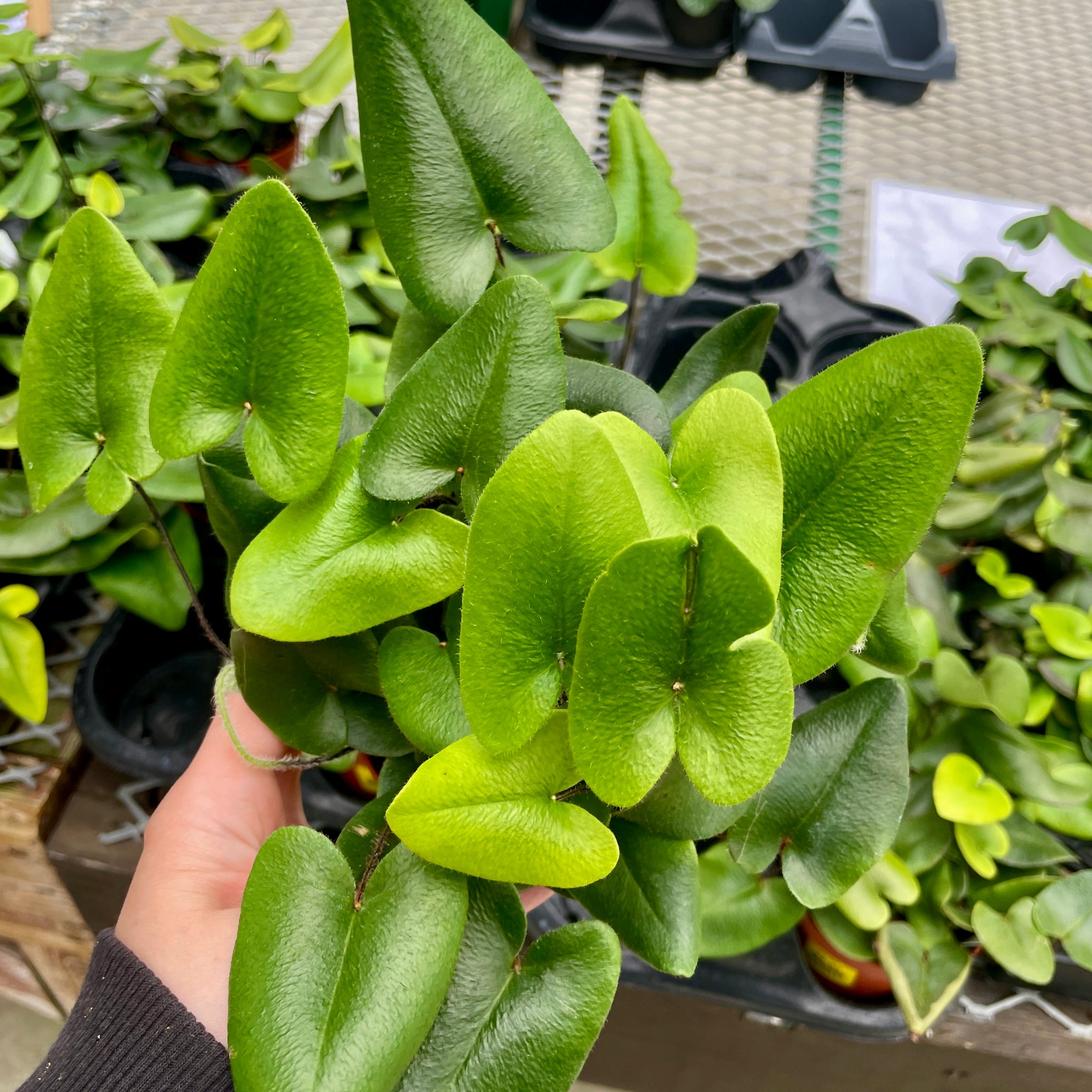 Fern, Heart