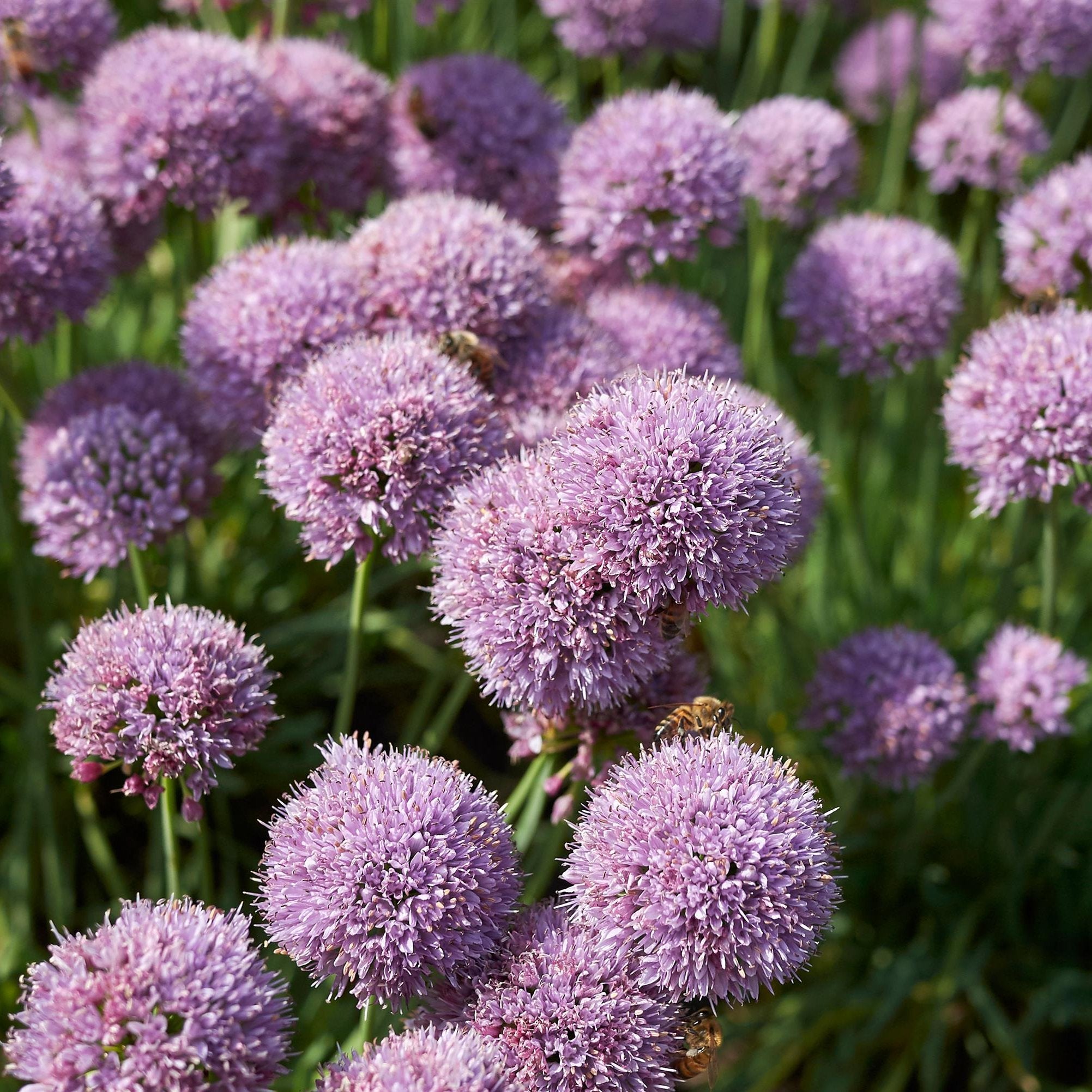 ［新品］SLOTHREAT Allium Amazon.com : CHUXAY GARDEN 200 Seeds Dark Blue Allium
