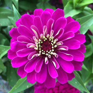 Zinnias 4" pots