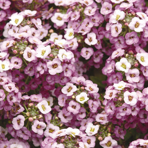 Alyssum