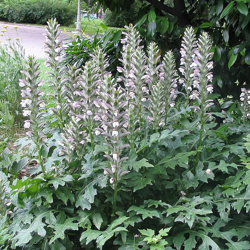 Acanthus mollis