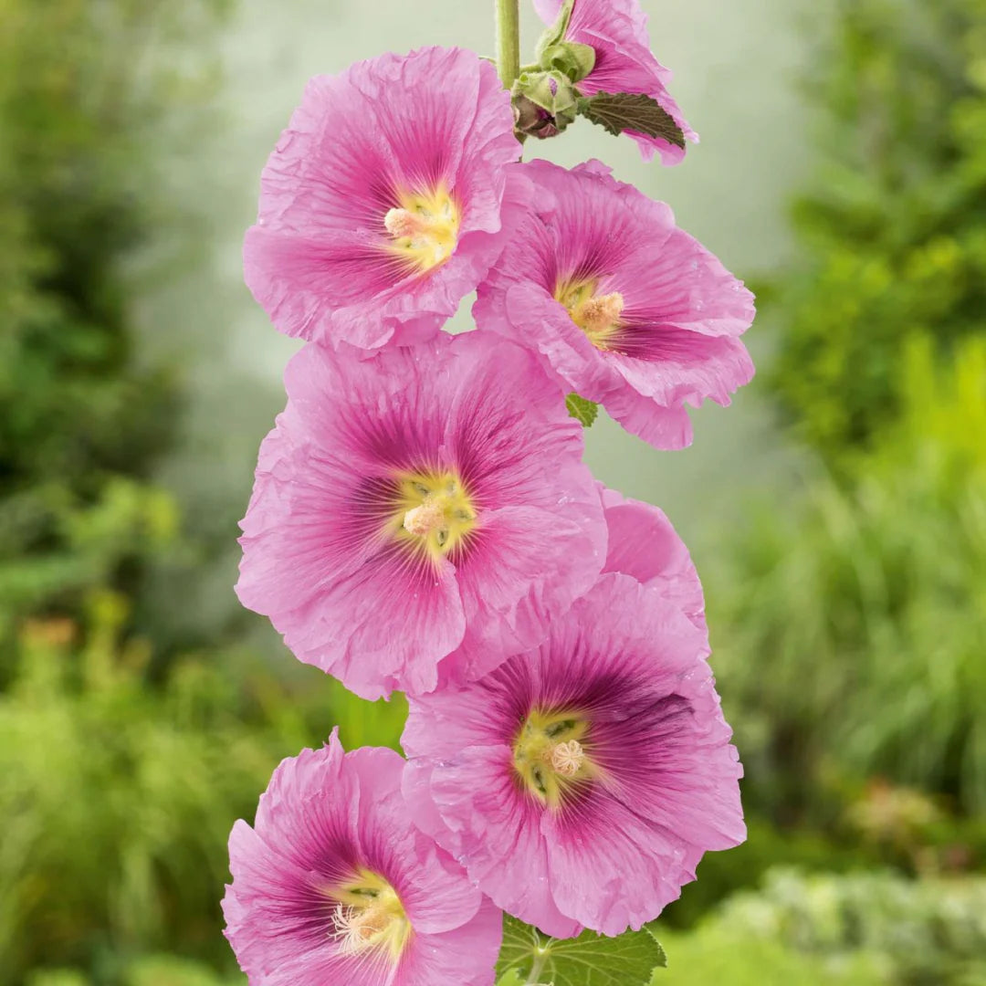 Alcea, Radiant Rose