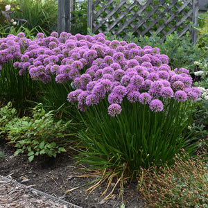 Allium, Millenium