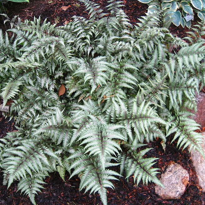 Athyrium, Metallicum