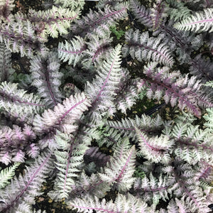 Fern, Athyrium Regal Red