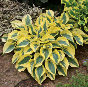Hosta, Autumn Frost