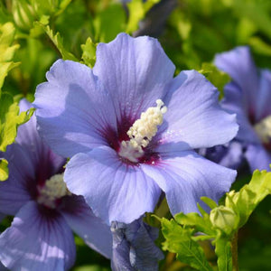 Rose of Sharon, Azurri Blue Satin