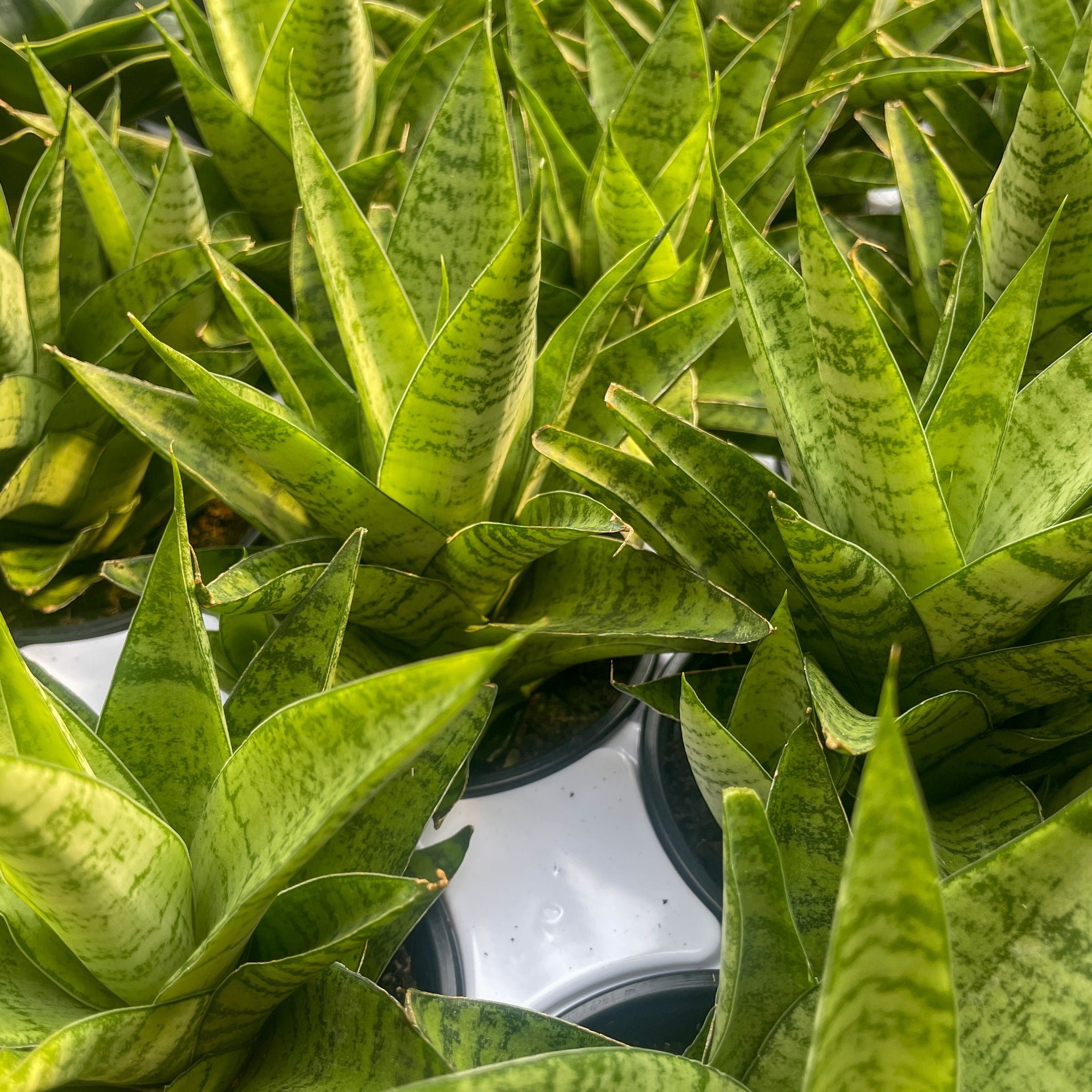 Sansevieria, Indo Hybrid