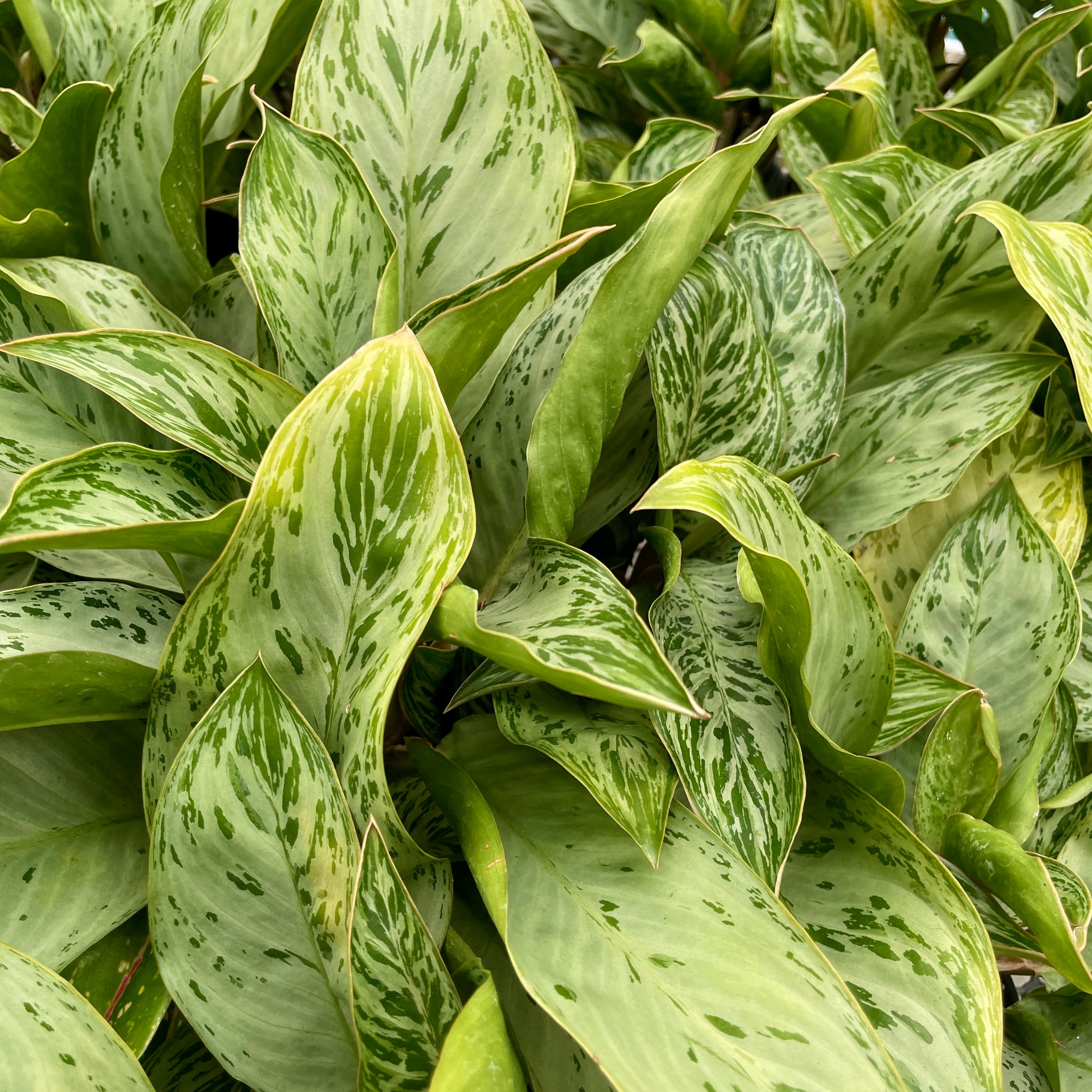 Aglaonema, Donatello