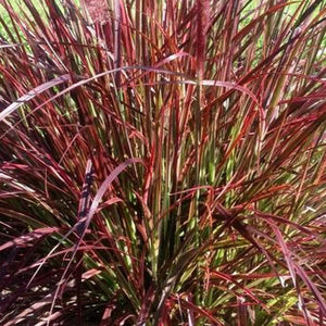 Pennisetum, Rubrum (Purple Fountain Grass)