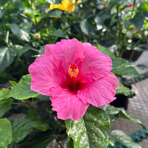 Hibiscus, 6"