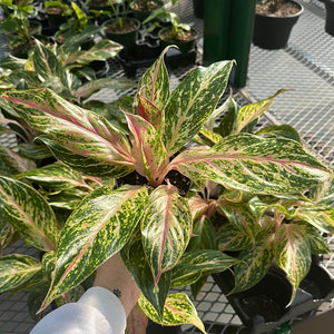 Aglaonema Creta