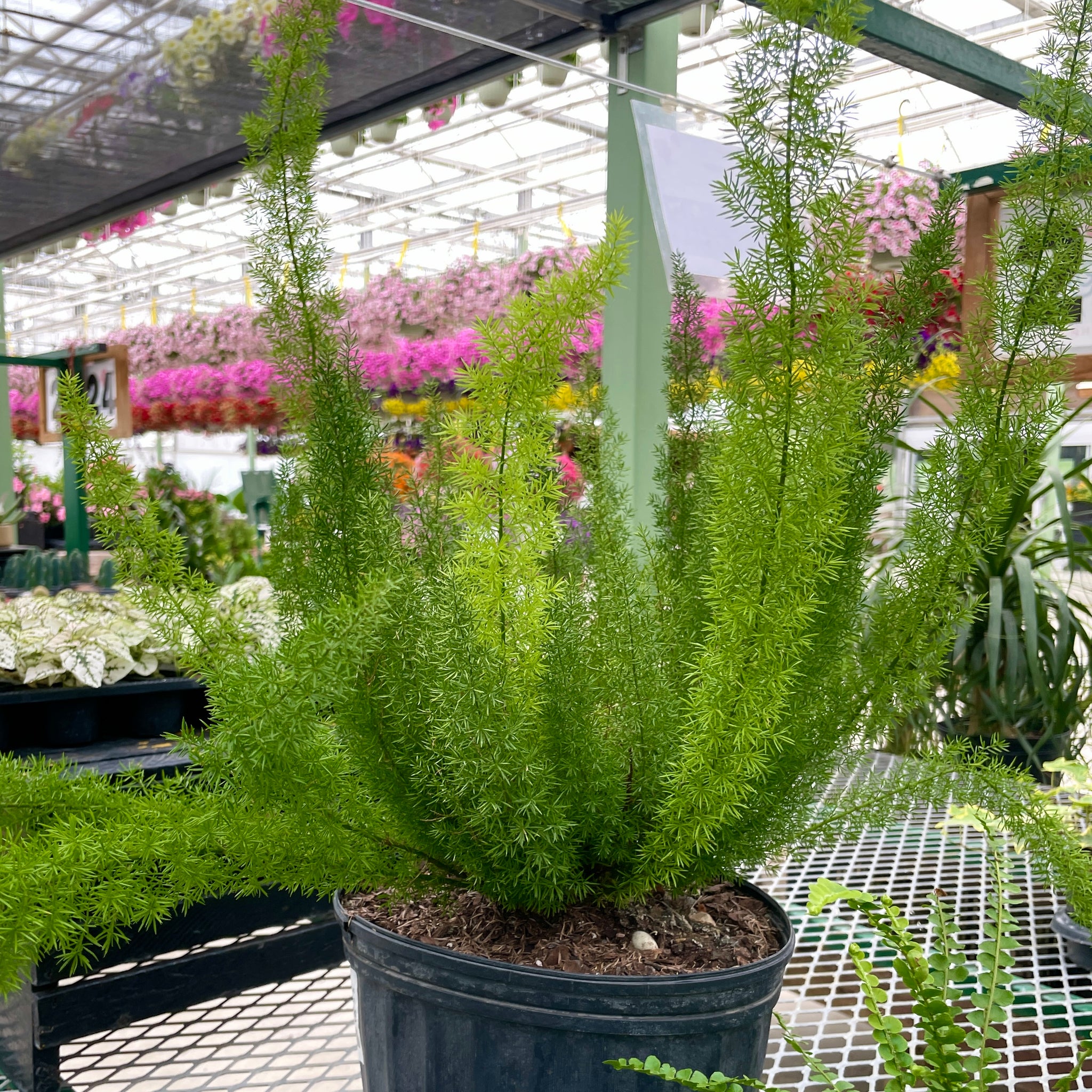 Asparagus, Foxtail Fern
