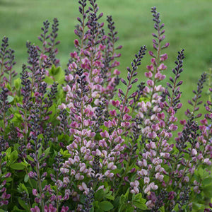 Baptisia