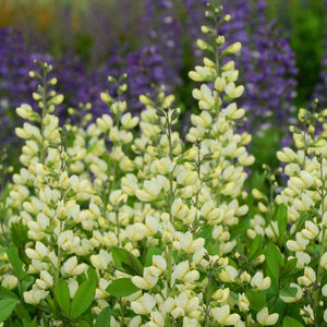 Baptisia