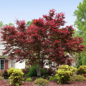 Japanese Maple, Bloodgood
