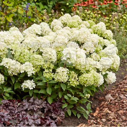 Hydrangea, Fresh White