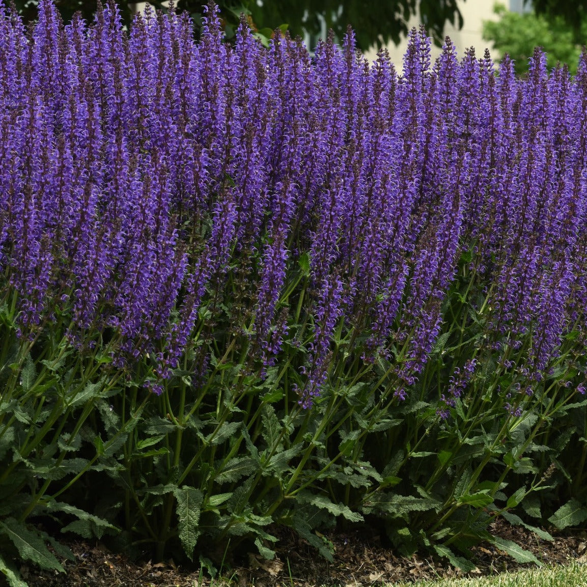 Salvia