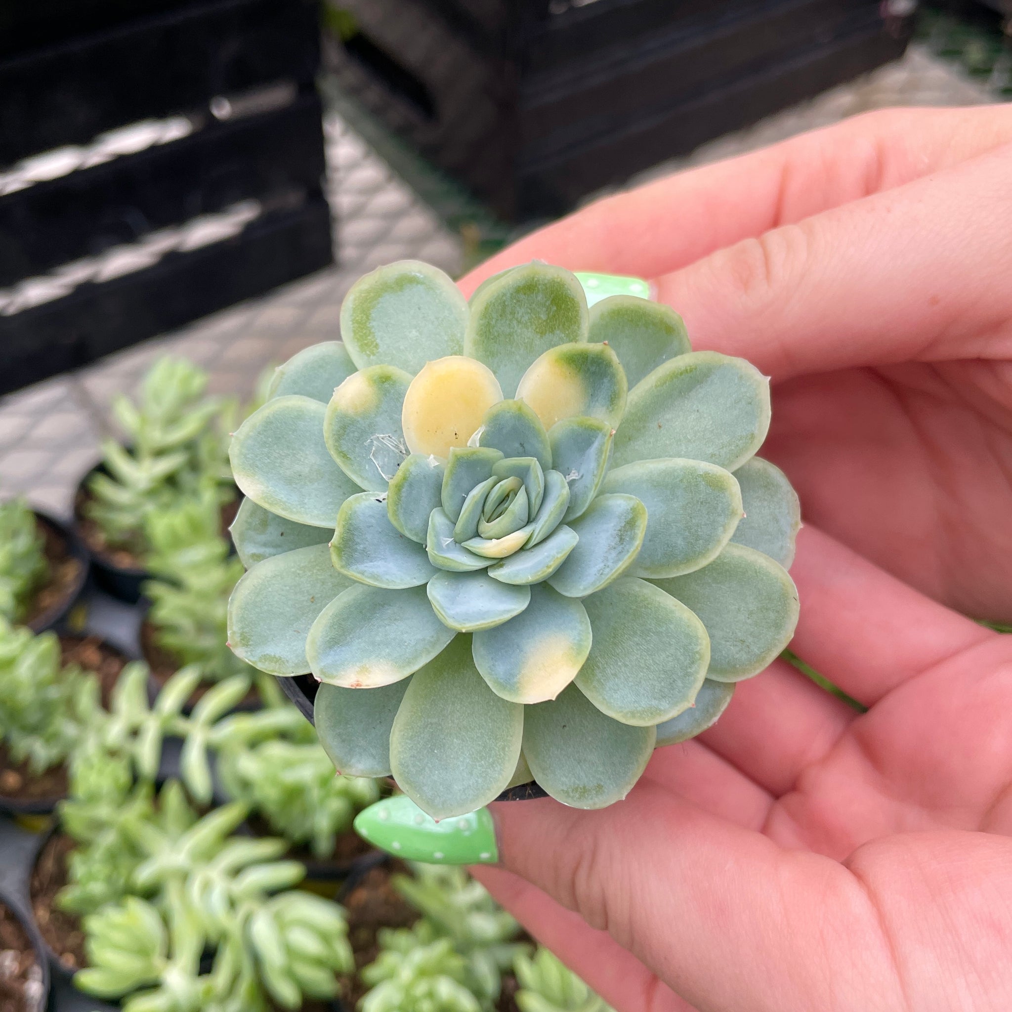 Echeveria, Variegated Vlecky