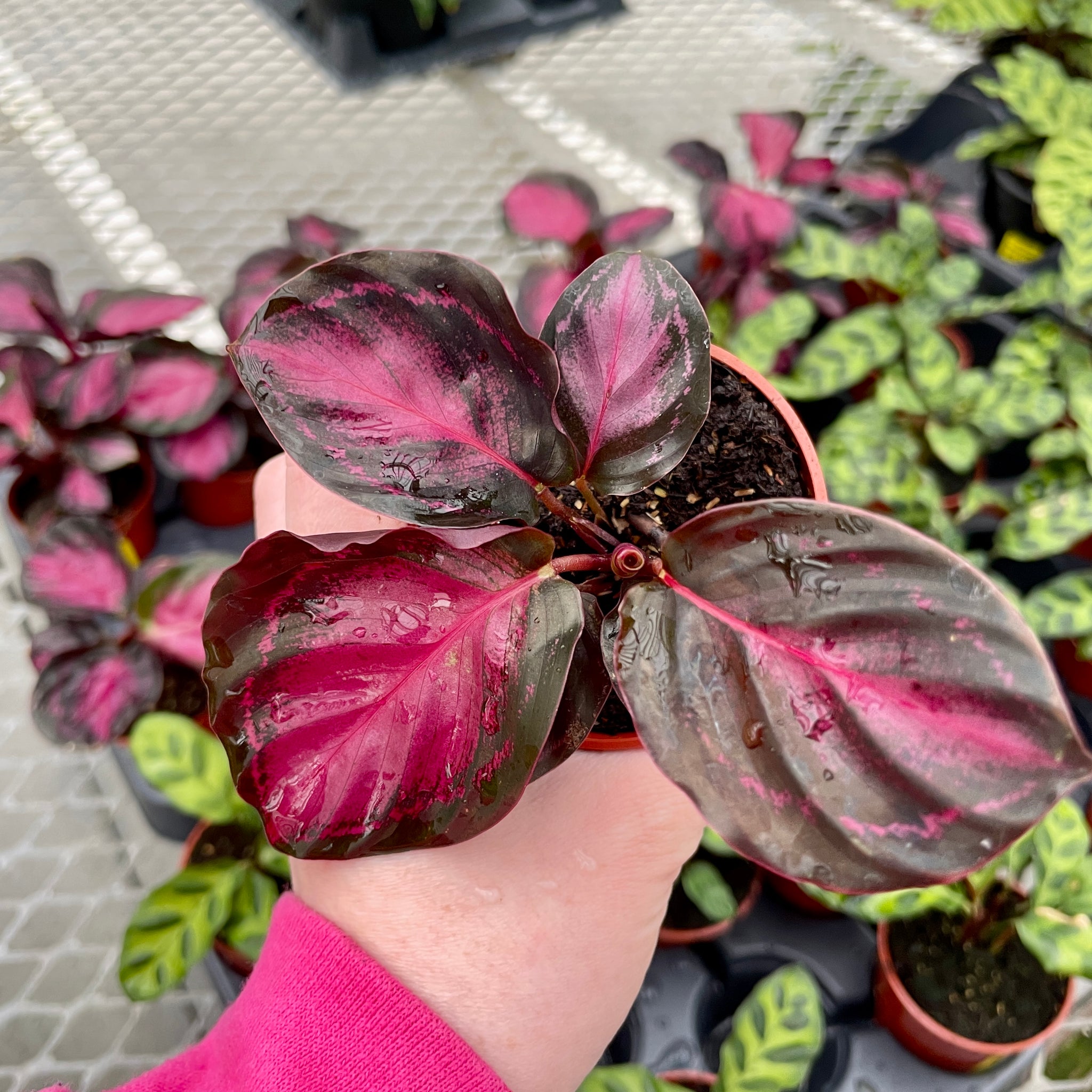 Calathea Crimson