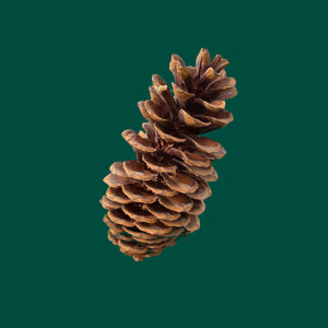 Wintergreen Sticks