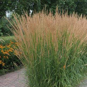 Calamagrostis, Feather Reed Grass