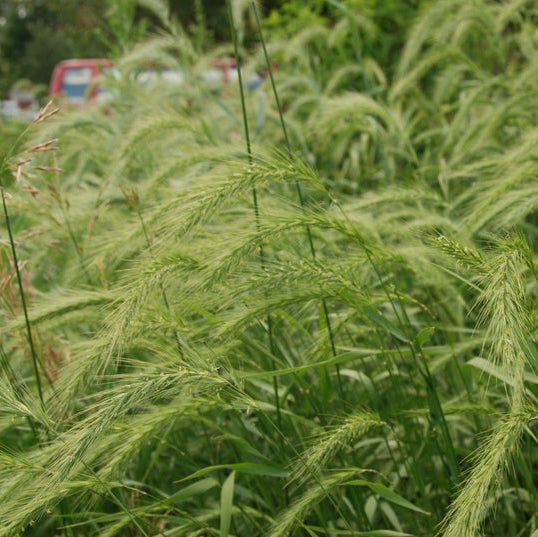 Elymus canadensis