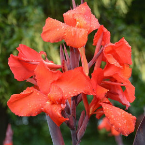 Canna Lilies, Cannova Series
